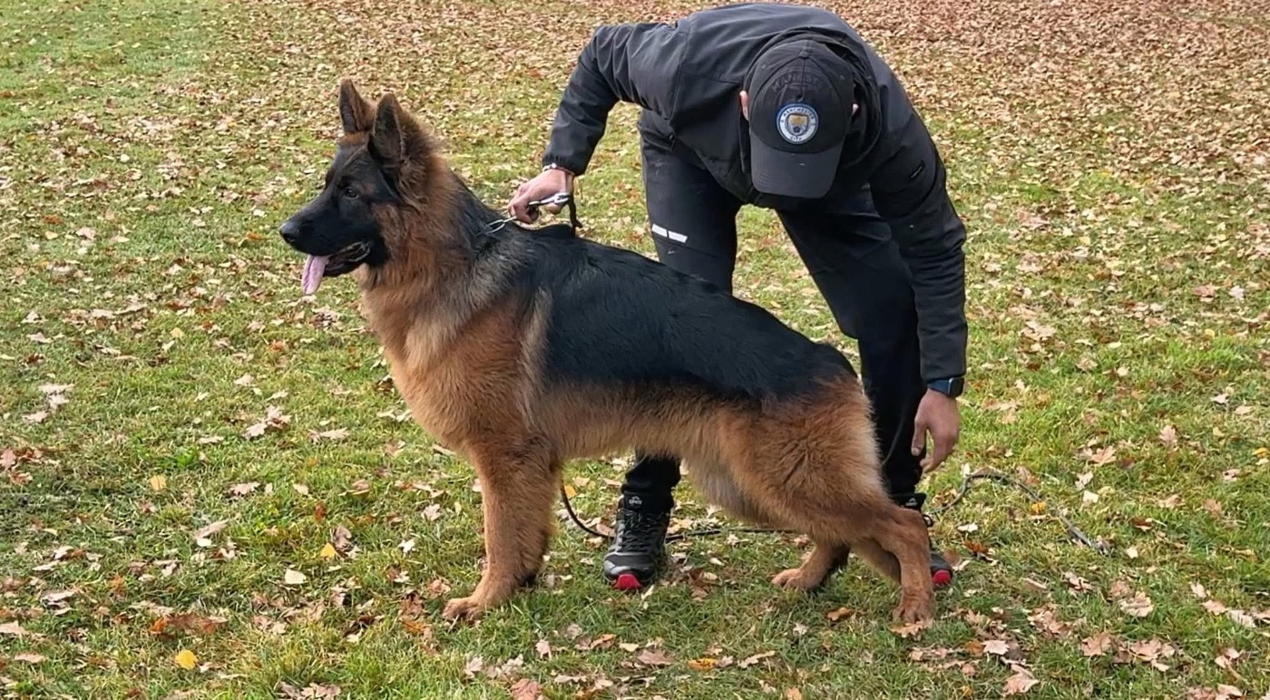 Viper Des Guerriers Du Désert