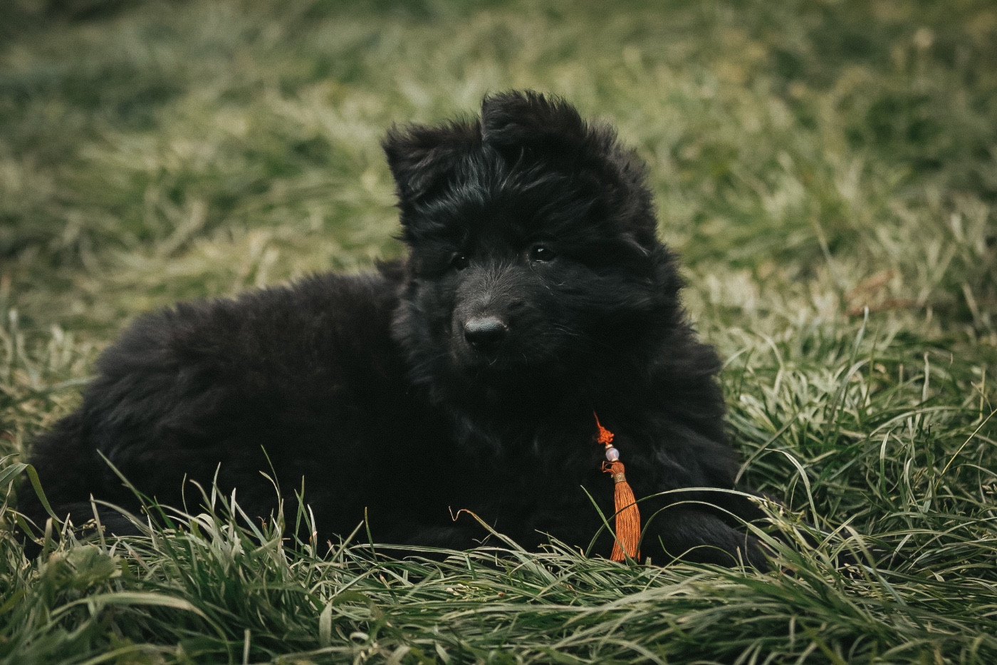 Be Disruptive Aspen Vom Haus Schonen Rosen