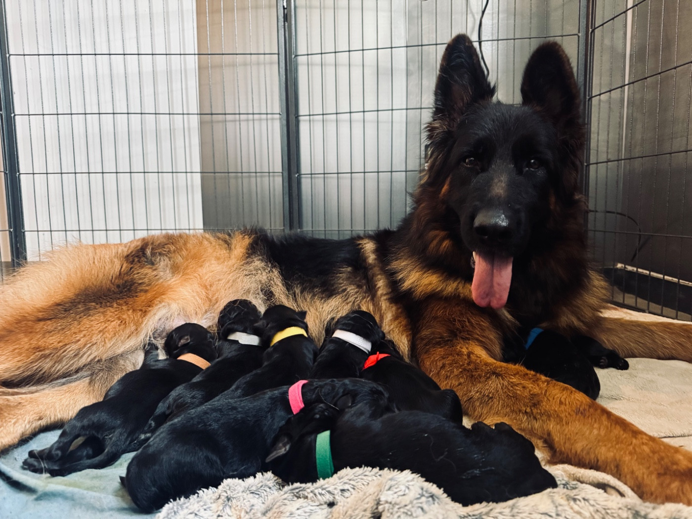 Chiot Berger Allemand Poil Long Vom Haus Schonen Rosen