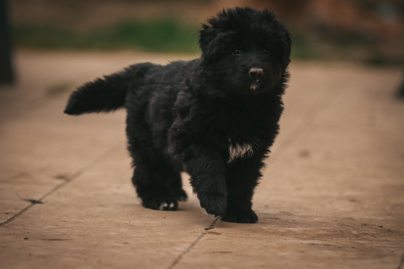 Vom Haus Schonen Rosen - Chiots disponibles - Berger Allemand Poil Long